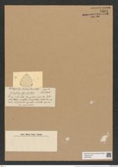 Triceratium abyssale Castr. (de-Toni-Nr.: Genus 140, Species 3909) Zeichnungen Sammlung Grunow Nr. 7394 (NHMW-BOT-W0376465)